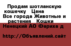 Продам шотланскую кошечку › Цена ­ 10 000 - Все города Животные и растения » Кошки   . Ненецкий АО,Фариха д.